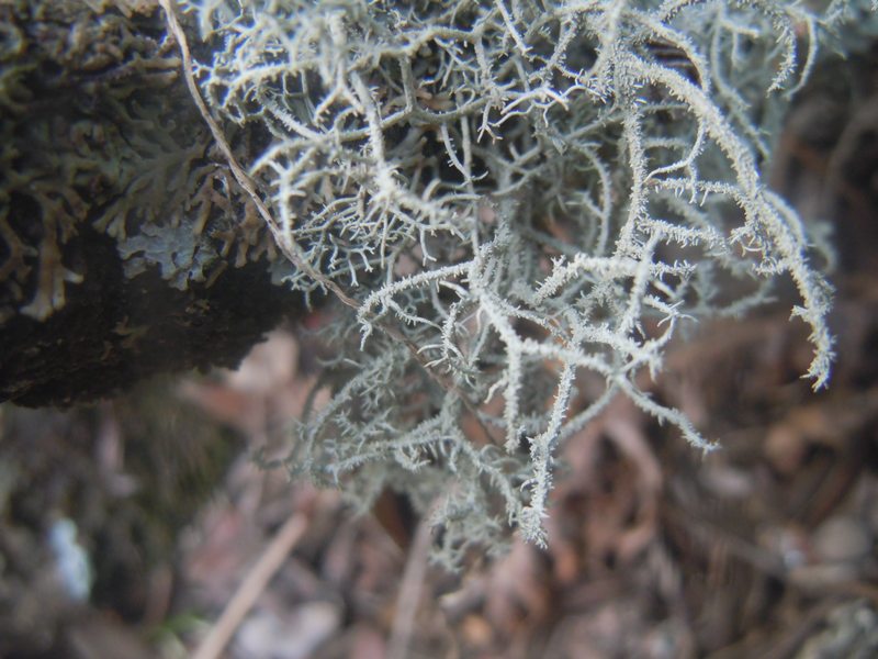 Lethariella intricata su fillirea